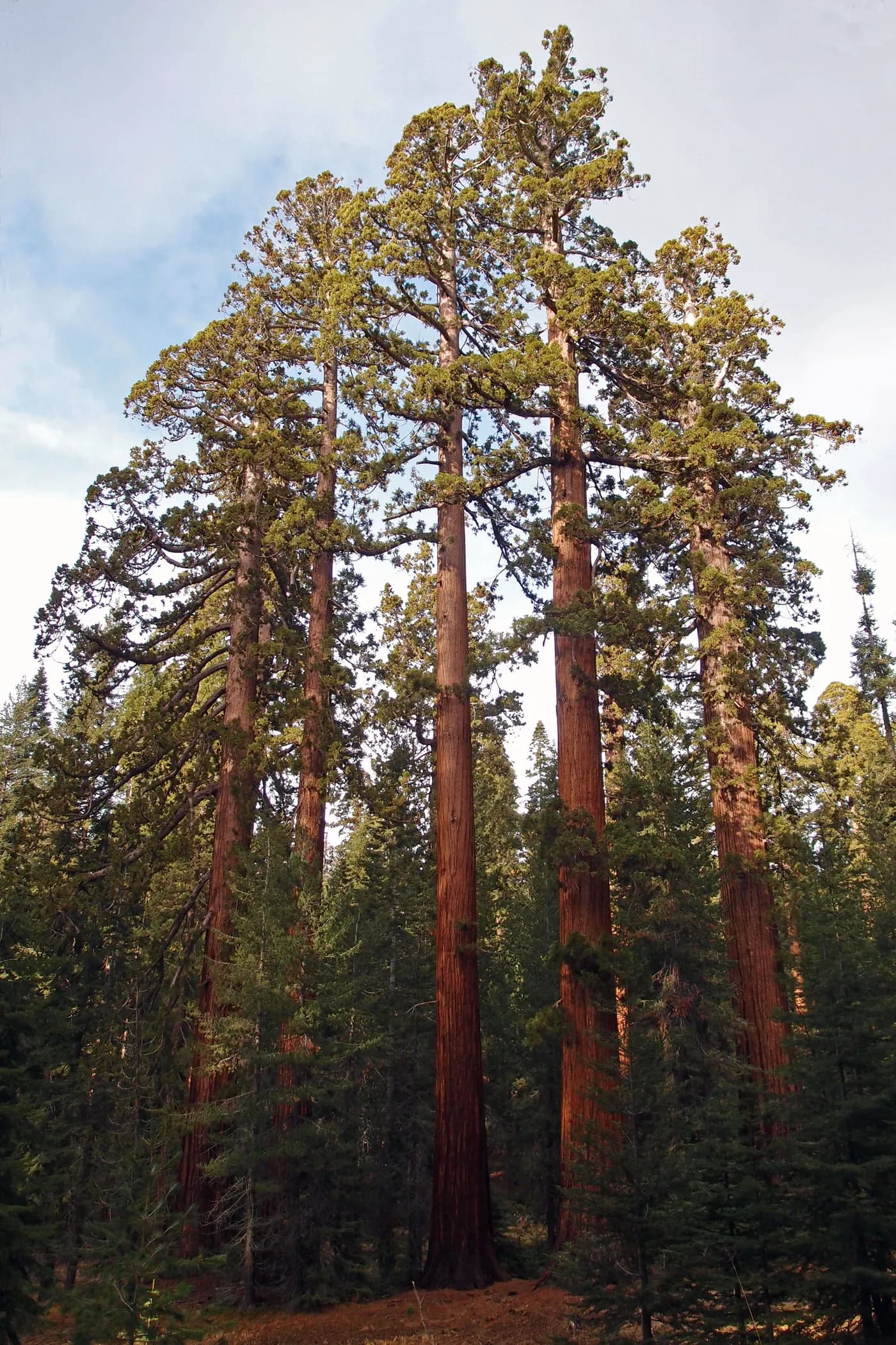 Sunlight between tall sequoia trunks